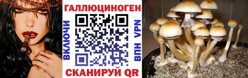 Псилоцибиновые грибы Psilocybine cubensis  Чусовой 